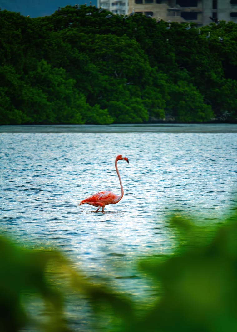 Flamenco Caribeño