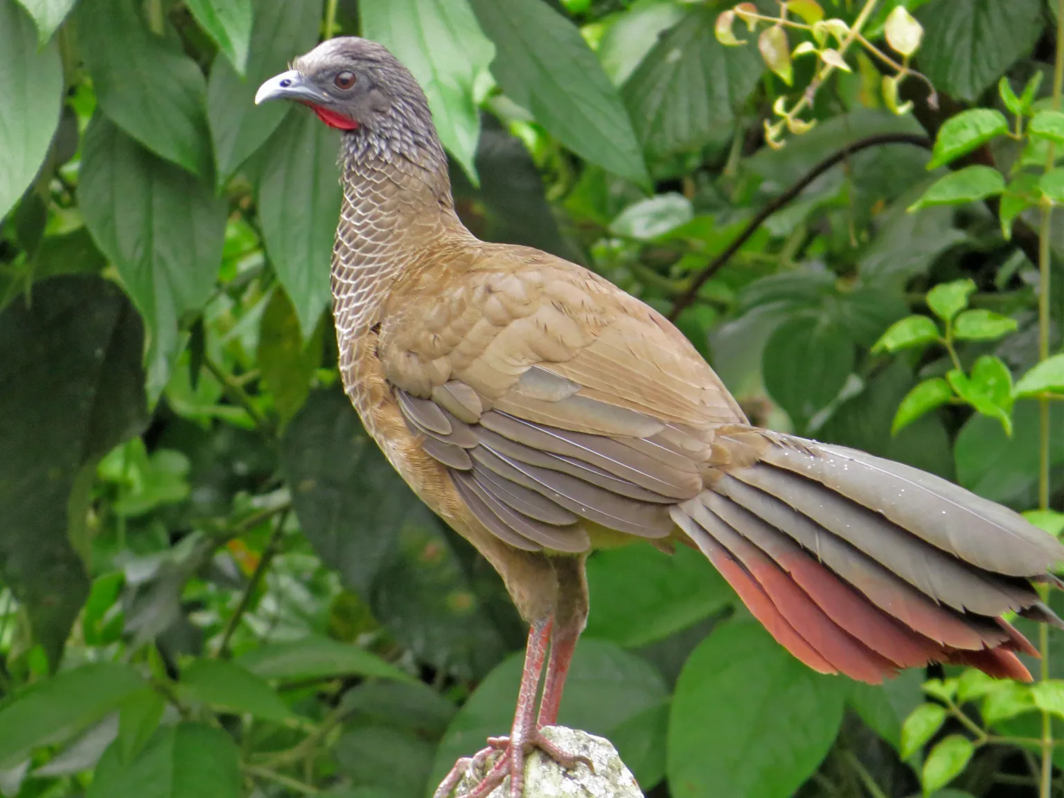 Guacharaca