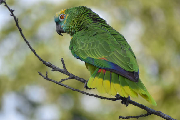 Galería fauna 4