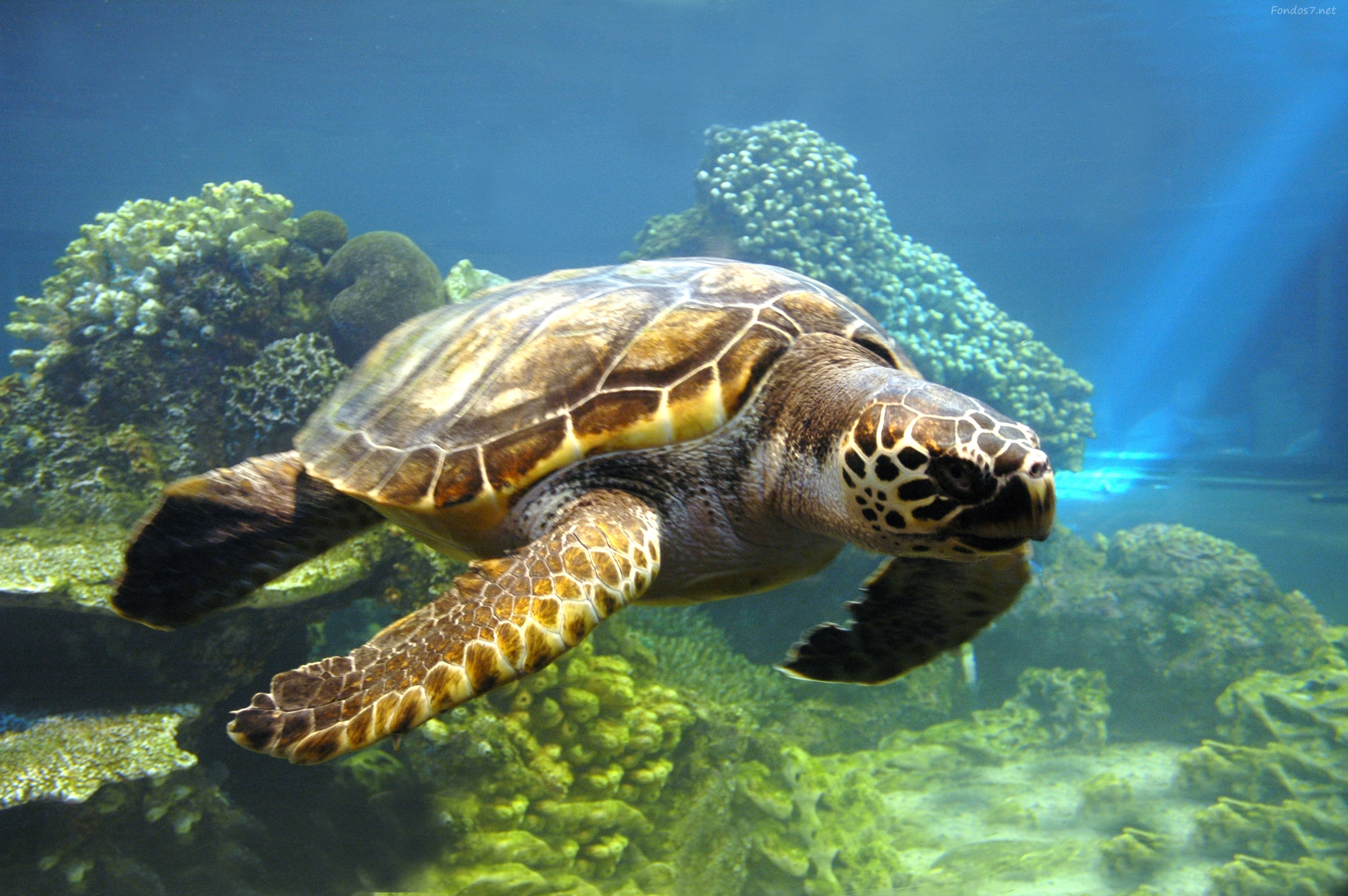 Galería fauna 6