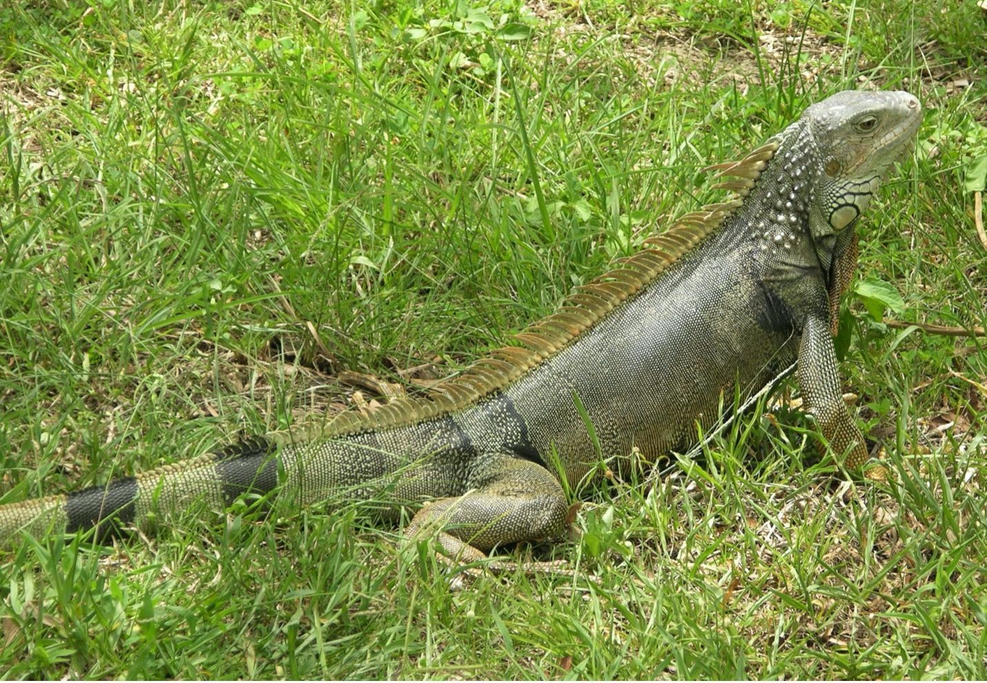 Iguana Verde