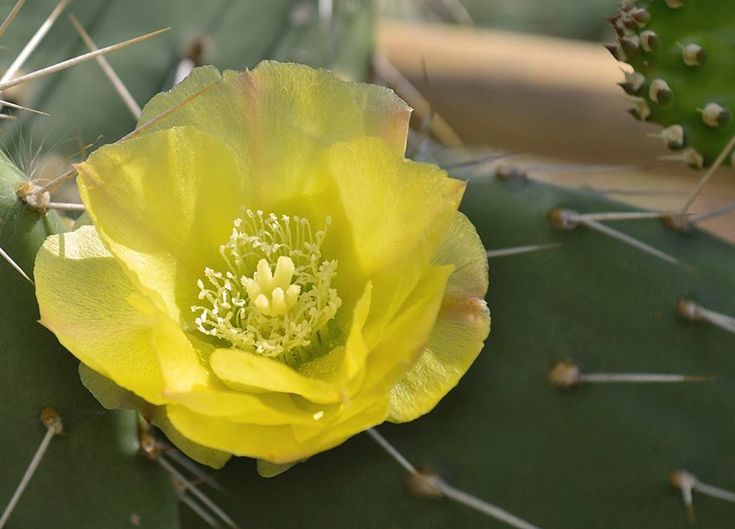 Galería flora 5