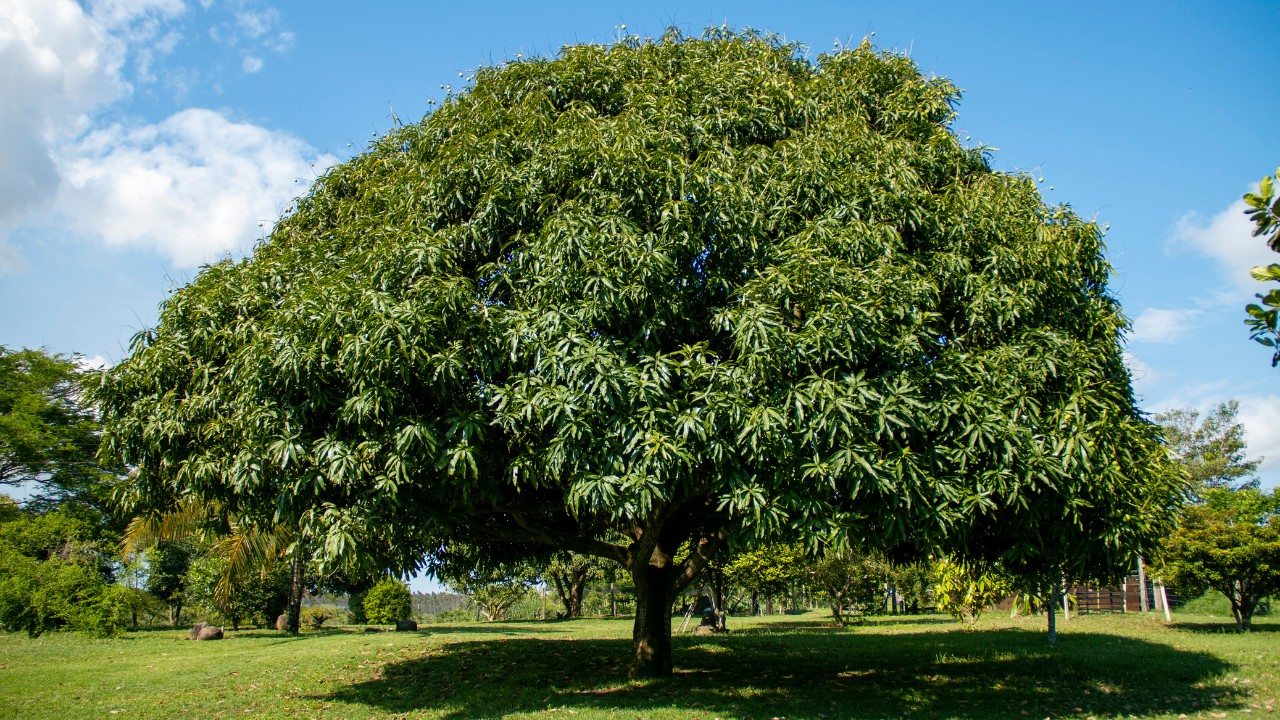 Galería flora 8