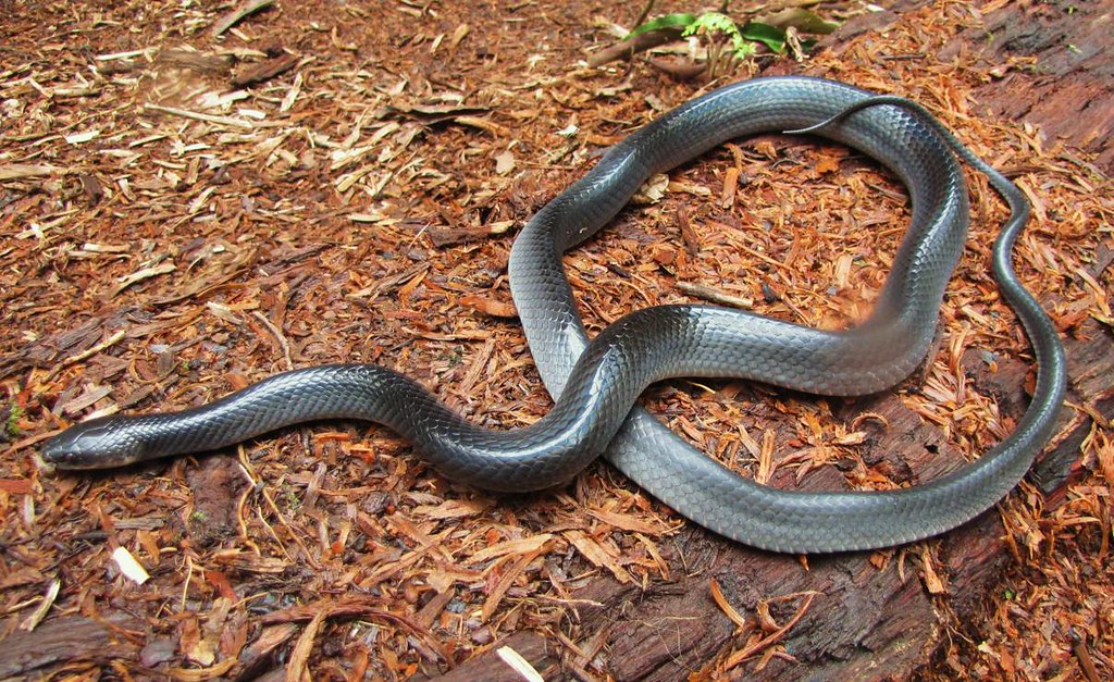 Cazadora Negra