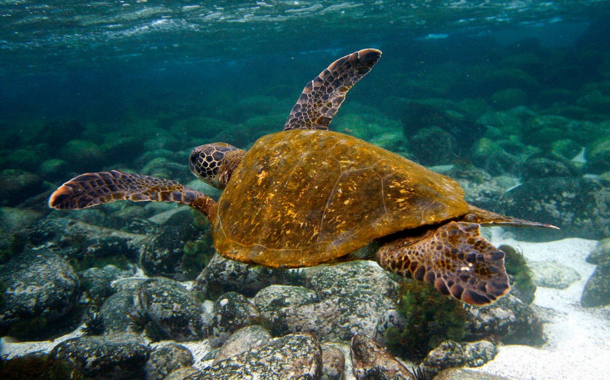 Tortugas Marinas en Peligro