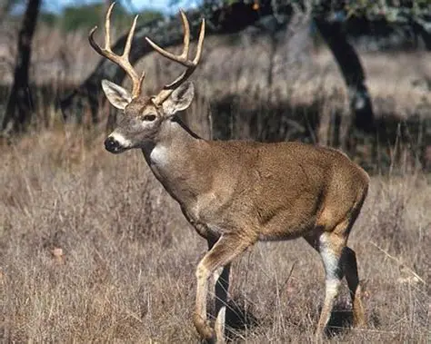 Venado Margariteño